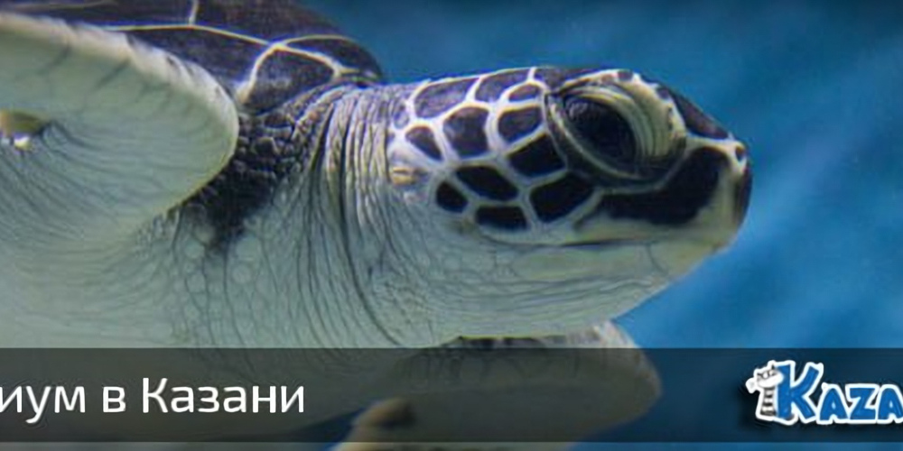 Обзор Океанариума в Казани (88 фото)