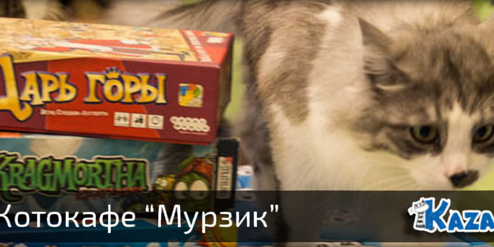 Котокафе «Мурзик» в Казани (19 фото)