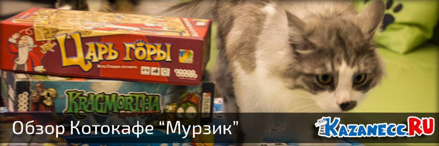 Котокафе «Мурзик» в Казани (19 фото)