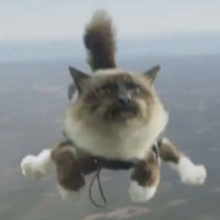     Skydiving cats cause uproar  - YouTube