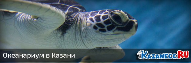Обзор Океанариума в Казани (88 фото)